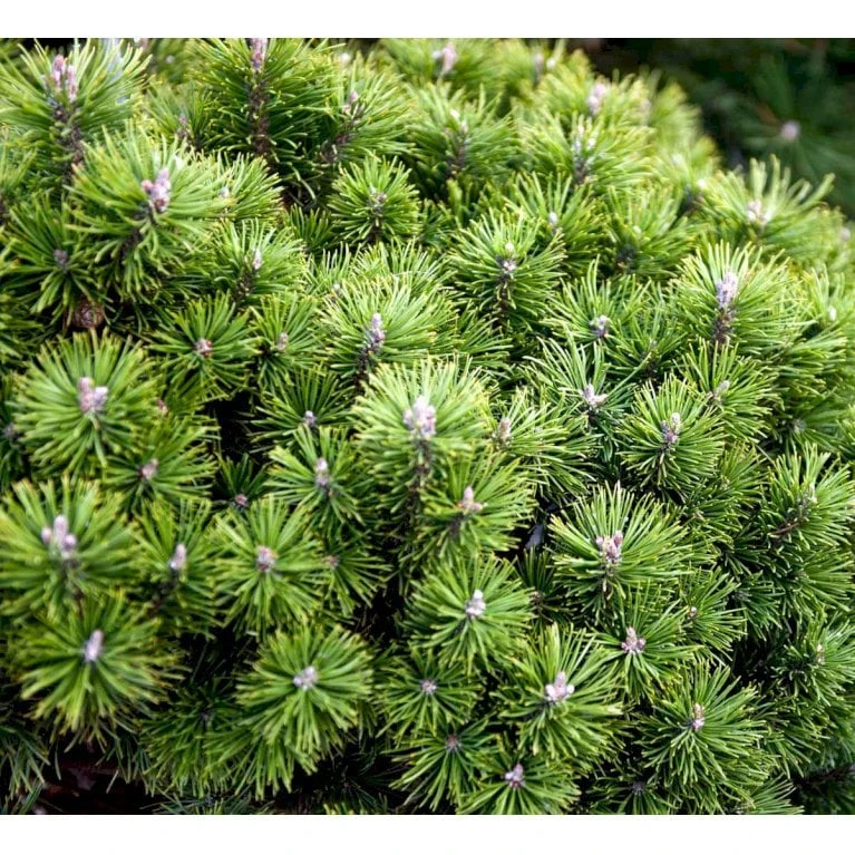 Bjergfyr 'Mops' Pinus Mugo 'Mops'(dværgform) Potte 5,0 Liter,- 25-30 Cm. 5 Bjergfyr 'Mops' Pinus Mugo 'Mops'(dværgform) Potte 5,0 Liter,- 25-30 Cm. - Billede 3