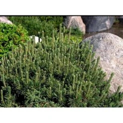 Bjergfyr 'Mops' Pinus Mugo 'Mops'(dværgform) Potte 5,0 Liter,- 25-30 Cm. 12 Bjergfyr 'Mops' Pinus Mugo 'Mops'(dværgform) Potte 5,0 Liter,- 25-30 Cm. -Montoz Butik mi3115 pinus mugo mops 2393