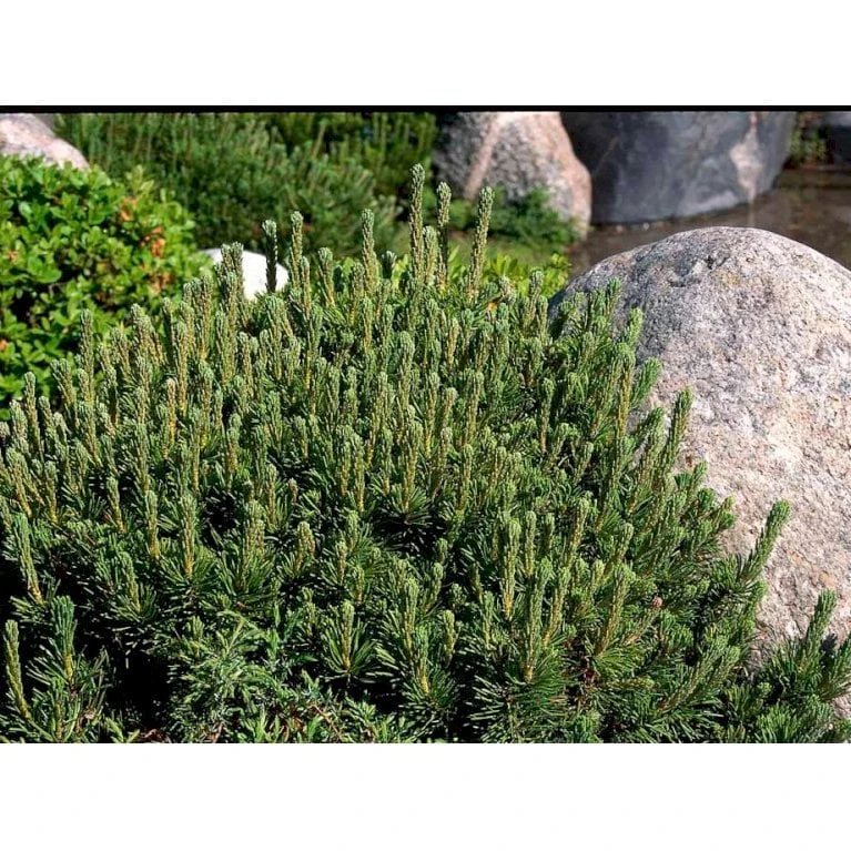 Bjergfyr 'Mops' Pinus Mugo 'Mops'(dværgform) Potte 5,0 Liter,- 25-30 Cm. 7 Bjergfyr 'Mops' Pinus Mugo 'Mops'(dværgform) Potte 5,0 Liter,- 25-30 Cm. - Billede 5