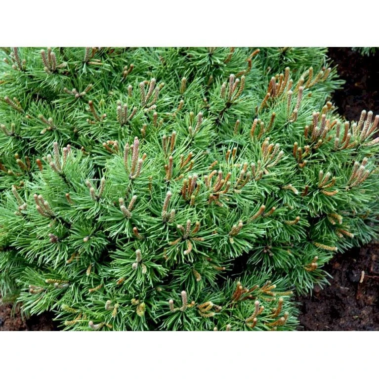 Bjergfyr 'Mops' Pinus Mugo 'Mops'(dværgform) Potte 5,0 Liter,- 25-30 Cm. 6 Bjergfyr 'Mops' Pinus Mugo 'Mops'(dværgform) Potte 5,0 Liter,- 25-30 Cm. - Billede 4