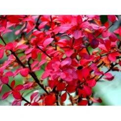 Grøn Berberis Til Hæk Berberis Thunbergii Solitær Busk 125-150 Cm., Med Klump 7 Grøn Berberis Til Hæk Berberis Thunbergii Solitær Busk 125-150 Cm., Med Klump -Montoz Butik mi312 berberis thunbergii 4072