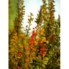 Grøn Berberis Til Hæk Berberis Thunbergii Solitær Busk 125-150 Cm., Med Klump -Montoz Butik mi312 berberis thunbergii c3aa