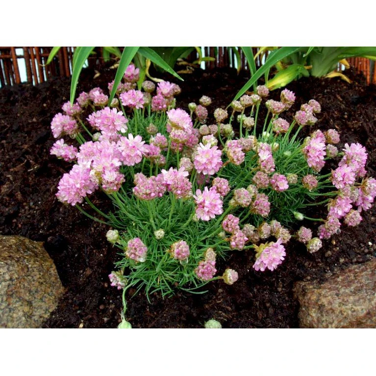 Enebærbladet Engelsk Græs Armeria Juniperifolia 10 Cm. Potte 5 Enebærbladet Engelsk Græs Armeria Juniperifolia 10 Cm. Potte - Billede 3