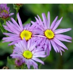 Amellusasters 'Mira' Aster Amellus 'Mira' 1 Liter Potte -Montoz Butik mi3151 aster amellus mira 7485