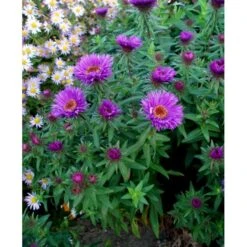 Høstasters 'Purple Dome' Aster Novae-angliae 'Purple Dome' 1 Liter Potte -Montoz Butik mi3154 aster novae angliae purple dome a0e0