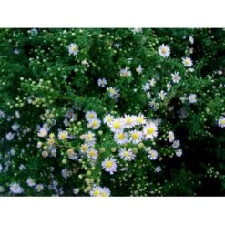 Lyngasters 'Lovely' Aster Vimineus 'Lovely' 1 Liter Potte -Montoz Butik mi3156 aster vimineus lovely 982d