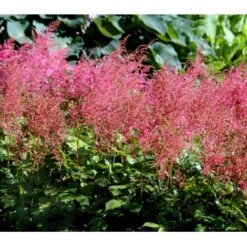 Astilbe 'Cattleya' Astilbe Arendsii 'Cattleya' 1 Liter Potte 8 Astilbe 'Cattleya' Astilbe Arendsii 'Cattleya' 1 Liter Potte -Montoz Butik mi3157 astilbe cattleya 2af1