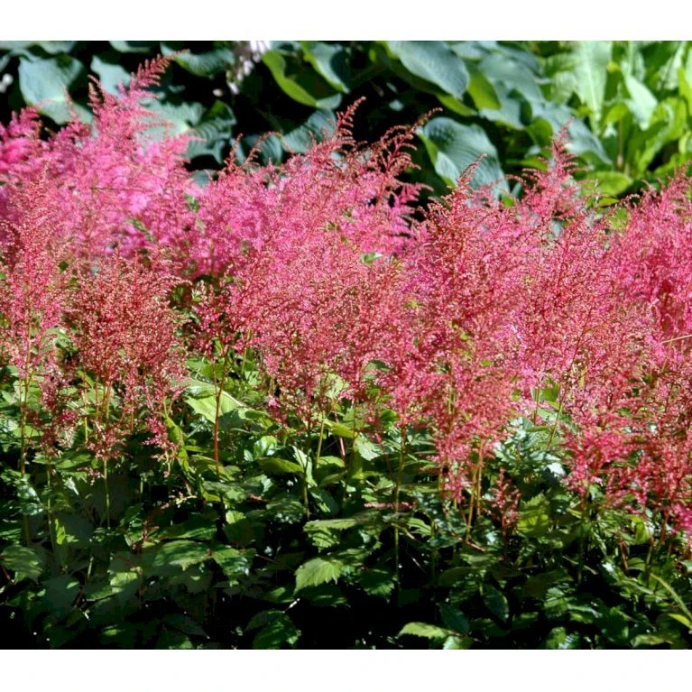 Astilbe 'Cattleya' Astilbe Arendsii 'Cattleya' 1 Liter Potte 5 Astilbe 'Cattleya' Astilbe Arendsii 'Cattleya' 1 Liter Potte - Billede 3