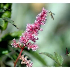 Astilbe 'Cattleya' Astilbe Arendsii 'Cattleya' 1 Liter Potte 9 Astilbe 'Cattleya' Astilbe Arendsii 'Cattleya' 1 Liter Potte -Montoz Butik mi3157 astilbe cattleya a31c