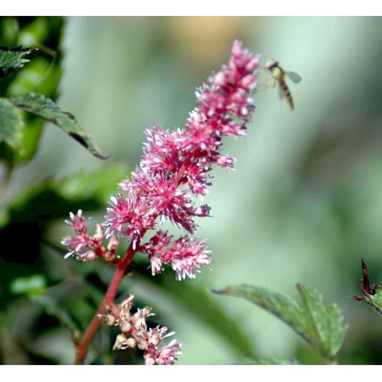 Astilbe 'Cattleya' Astilbe Arendsii 'Cattleya' 1 Liter Potte 6 Astilbe 'Cattleya' Astilbe Arendsii 'Cattleya' 1 Liter Potte - Billede 4