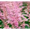 Astilbe 'Cattleya' Astilbe Arendsii 'Cattleya' 1 Liter Potte -Montoz Butik mi3157 astilbe cattleya c5cd