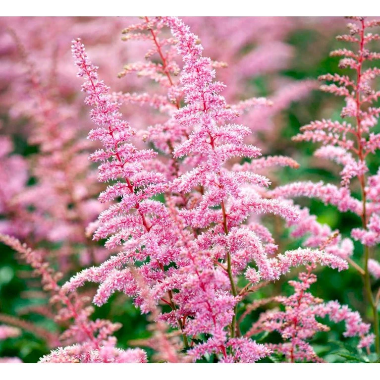 Astilbe 'Cattleya' Astilbe Arendsii 'Cattleya' 1 Liter Potte 3 Astilbe 'Cattleya' Astilbe Arendsii 'Cattleya' 1 Liter Potte
