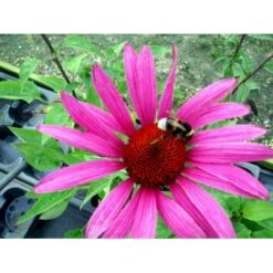 Solhat 'Rubinstern' Echinacea Purpurea 'Rubinstern' 1 Liter Potte -Montoz Butik mi3172 echinacea purpurea rubinstern d2fd