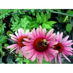 Solhat 'Rubinstern' Echinacea Purpurea 'Rubinstern' 1 Liter Potte -Montoz Butik mi3172 echinacea purpurea rubinstern dc95