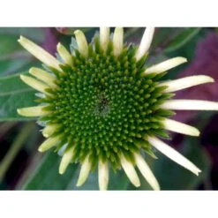 Hvid Solhat 'White Swan' Echinacea Purpurea 'White Swan' 1 Liter Potte 10 Hvid Solhat 'White Swan' Echinacea Purpurea 'White Swan' 1 Liter Potte -Montoz Butik mi3174 echinacea purpurea white swan 3e3e