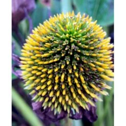 Hvid Solhat 'White Swan' Echinacea Purpurea 'White Swan' 1 Liter Potte 11 Hvid Solhat 'White Swan' Echinacea Purpurea 'White Swan' 1 Liter Potte -Montoz Butik mi3174 echinacea purpurea white swan c5e1