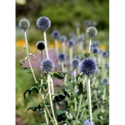 Tidselkugle 'Taplow Blue' Echinops Bannaticus 'Taplow Blue' 1 Liter Potte 16 Tidselkugle 'Taplow Blue' Echinops Bannaticus 'Taplow Blue' 1 Liter Potte -Montoz Butik mi3175 echinops bannaticus taplow blue 0093