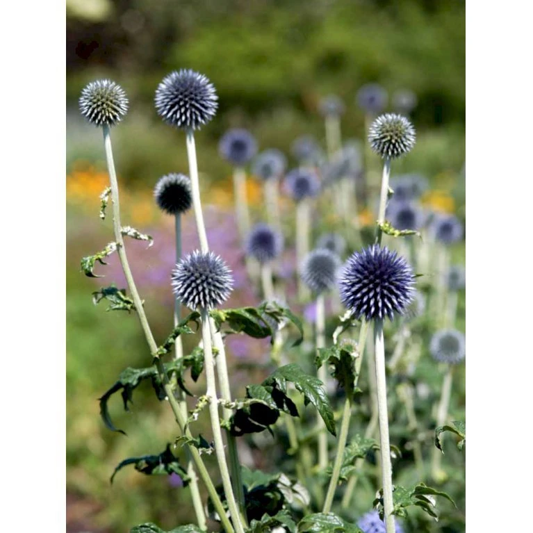 Tidselkugle 'Taplow Blue' Echinops Bannaticus 'Taplow Blue' 1 Liter Potte 9 Tidselkugle 'Taplow Blue' Echinops Bannaticus 'Taplow Blue' 1 Liter Potte - Billede 7