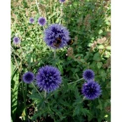 Tidselkugle 'Taplow Blue' Echinops Bannaticus 'Taplow Blue' 1 Liter Potte 12 Tidselkugle 'Taplow Blue' Echinops Bannaticus 'Taplow Blue' 1 Liter Potte -Montoz Butik mi3175 echinops bannaticus taplow blue 1f0e