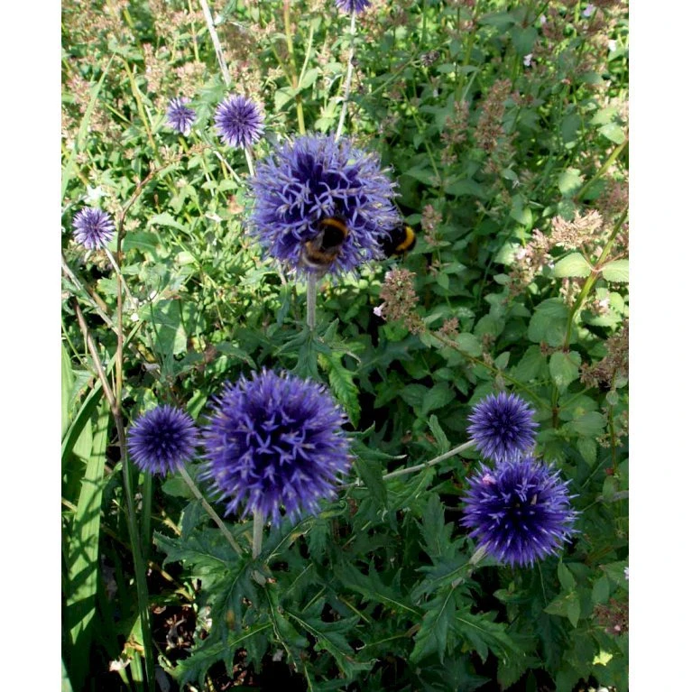 Tidselkugle 'Taplow Blue' Echinops Bannaticus 'Taplow Blue' 1 Liter Potte 5 Tidselkugle 'Taplow Blue' Echinops Bannaticus 'Taplow Blue' 1 Liter Potte - Billede 3