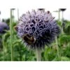 Tidselkugle 'Taplow Blue' Echinops Bannaticus 'Taplow Blue' 1 Liter Potte 2 Tidselkugle 'Taplow Blue' Echinops Bannaticus 'Taplow Blue' 1 Liter Potte -Montoz Butik mi3175 echinops bannaticus taplow blue 2a77