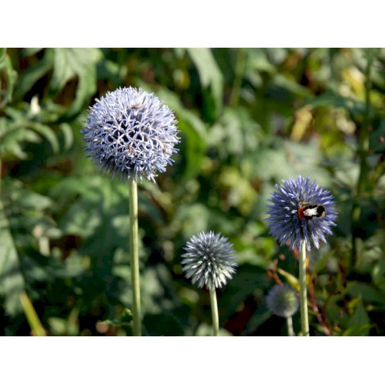 Tidselkugle 'Taplow Blue' Echinops Bannaticus 'Taplow Blue' 1 Liter Potte 7 Tidselkugle 'Taplow Blue' Echinops Bannaticus 'Taplow Blue' 1 Liter Potte - Billede 5