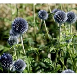 Tidselkugle 'Taplow Blue' Echinops Bannaticus 'Taplow Blue' 1 Liter Potte 15 Tidselkugle 'Taplow Blue' Echinops Bannaticus 'Taplow Blue' 1 Liter Potte -Montoz Butik mi3175 echinops bannaticus taplow blue 8993