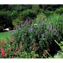 Tidselkugle 'Taplow Blue' Echinops Bannaticus 'Taplow Blue' 1 Liter Potte 17 Tidselkugle 'Taplow Blue' Echinops Bannaticus 'Taplow Blue' 1 Liter Potte -Montoz Butik mi3175 echinops bannaticus taplow blue 92d9