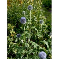 Tidselkugle 'Taplow Blue' Echinops Bannaticus 'Taplow Blue' 1 Liter Potte 13 Tidselkugle 'Taplow Blue' Echinops Bannaticus 'Taplow Blue' 1 Liter Potte -Montoz Butik mi3175 echinops bannaticus taplow blue 962c
