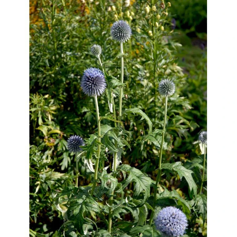 Tidselkugle 'Taplow Blue' Echinops Bannaticus 'Taplow Blue' 1 Liter Potte 6 Tidselkugle 'Taplow Blue' Echinops Bannaticus 'Taplow Blue' 1 Liter Potte - Billede 4