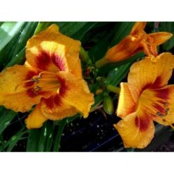 Daglilje 'King Georg' Hemerocallis 'King Georg' Potte 2 Liter. 7 Daglilje 'King Georg' Hemerocallis 'King Georg' Potte 2 Liter. -Montoz Butik mi3184 hemerocallis king george 5ee6