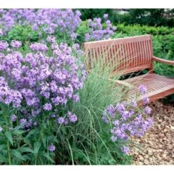 Natviol Hesperis Matronalis 1 Liter Potte 18 Natviol Hesperis Matronalis 1 Liter Potte -Montoz Butik mi3190 hesperis matronalis 2b78