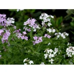 Natviol Hesperis Matronalis 1 Liter Potte 21 Natviol Hesperis Matronalis 1 Liter Potte -Montoz Butik mi3190 hesperis matronalis 2d5f