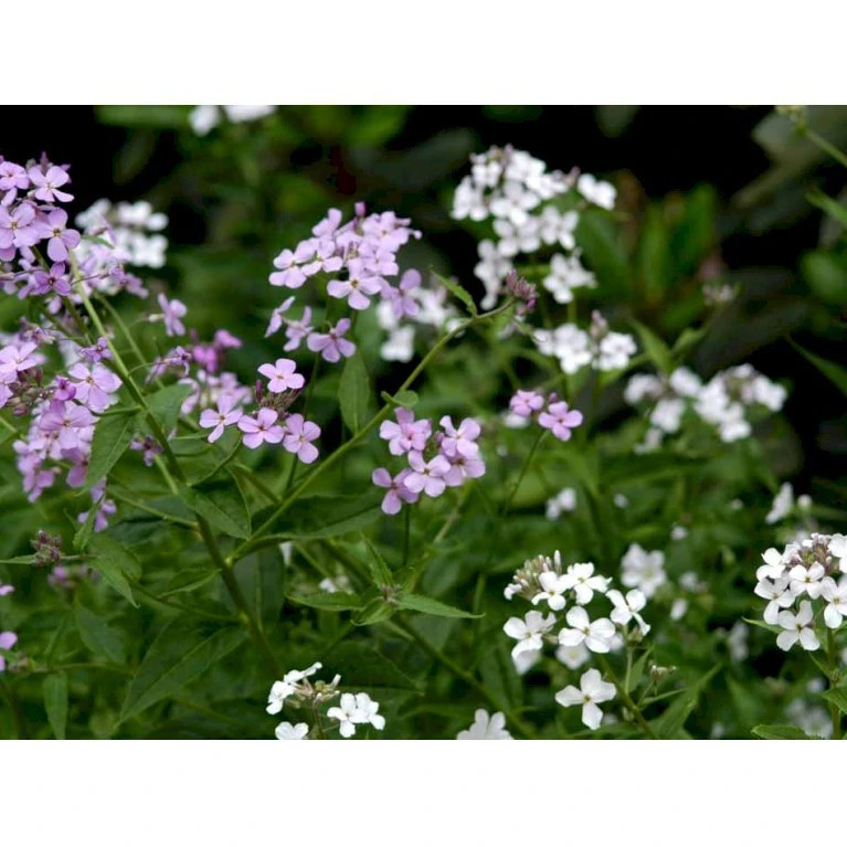 Natviol Hesperis Matronalis 1 Liter Potte 12 Natviol Hesperis Matronalis 1 Liter Potte - Billede 10