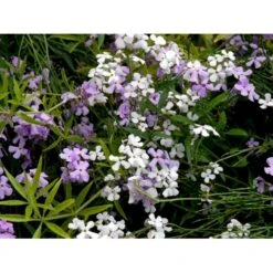 Natviol Hesperis Matronalis 1 Liter Potte 15 Natviol Hesperis Matronalis 1 Liter Potte -Montoz Butik mi3190 hesperis matronalis 3190