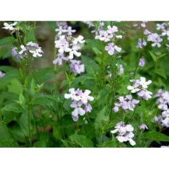 Natviol Hesperis Matronalis 1 Liter Potte 16 Natviol Hesperis Matronalis 1 Liter Potte -Montoz Butik mi3190 hesperis matronalis 50bb