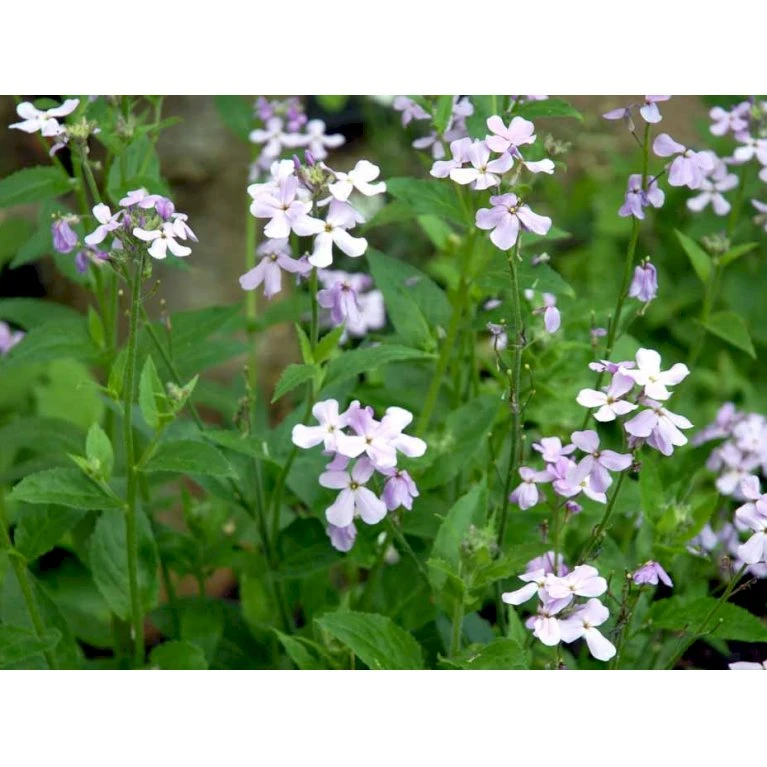 Natviol Hesperis Matronalis 1 Liter Potte 7 Natviol Hesperis Matronalis 1 Liter Potte - Billede 5