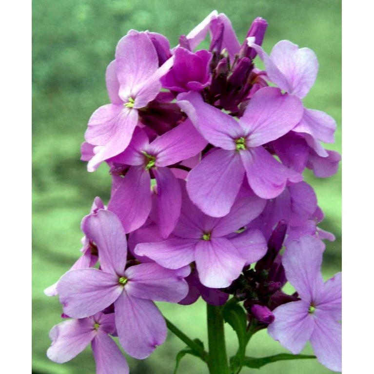 Natviol Hesperis Matronalis 1 Liter Potte 5 Natviol Hesperis Matronalis 1 Liter Potte - Billede 3