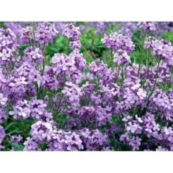 Natviol Hesperis Matronalis 1 Liter Potte 17 Natviol Hesperis Matronalis 1 Liter Potte -Montoz Butik mi3190 hesperis matronalis 8392