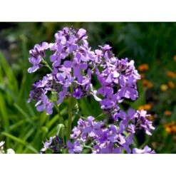 Natviol Hesperis Matronalis 1 Liter Potte 19 Natviol Hesperis Matronalis 1 Liter Potte -Montoz Butik mi3190 hesperis matronalis 958b