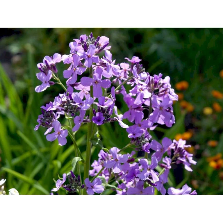 Natviol Hesperis Matronalis 1 Liter Potte 10 Natviol Hesperis Matronalis 1 Liter Potte - Billede 8