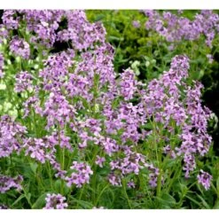 Natviol Hesperis Matronalis 1 Liter Potte 20 Natviol Hesperis Matronalis 1 Liter Potte -Montoz Butik mi3190 hesperis matronalis 9dc9