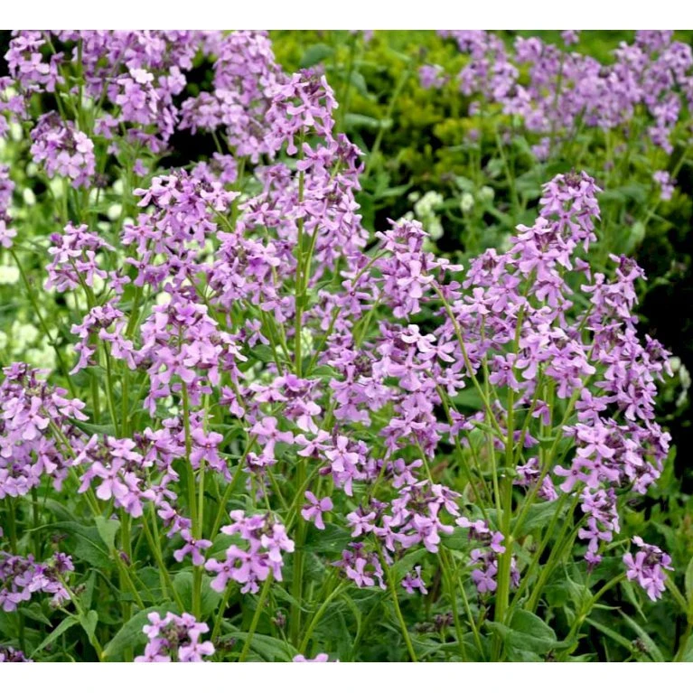 Natviol Hesperis Matronalis 1 Liter Potte 11 Natviol Hesperis Matronalis 1 Liter Potte - Billede 9