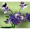 Natviol Hesperis Matronalis 1 Liter Potte -Montoz Butik mi3190 hesperis matronalis e517