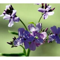 Natviol Hesperis Matronalis 1 Liter Potte