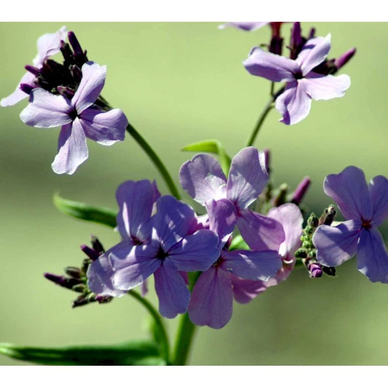 Natviol Hesperis Matronalis 1 Liter Potte 3 Natviol Hesperis Matronalis 1 Liter Potte