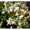 Natviol 'Alba' Hesperis Matronalis 'Alba' 1 Liter Potte -Montoz Butik mi3191 hesperis matronalis alba 53bb