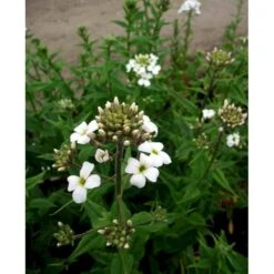 Natviol 'Alba' Hesperis Matronalis 'Alba' 1 Liter Potte -Montoz Butik mi3191 hesperis matronalis alba 6297