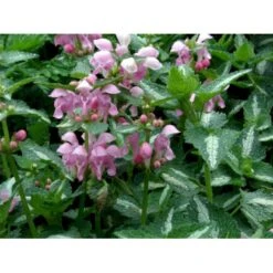 Plettet Tvetand 'Shell Pink' Lamium Maculatum 'Shell Pink' 10 Cm. Potte -Montoz Butik mi3199 lamium maculatum shell pink 7de2