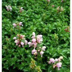 Plettet Tvetand 'Shell Pink' Lamium Maculatum 'Shell Pink' 10 Cm. Potte -Montoz Butik mi3199 lamium maculatum shell pink 9414